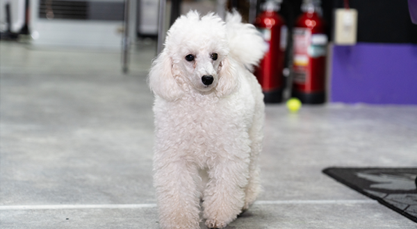 アクティヴの看板犬「ヴィレ」